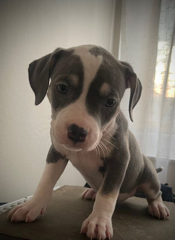American Bulldog puppies for sale in Mitcham, Greater London – 7 weeks old - Image 2 of 3