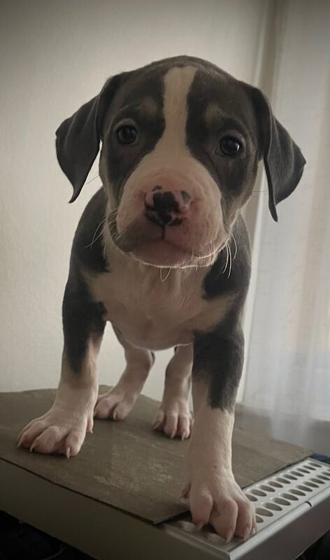 American Bulldog puppies for sale in Mitcham, Greater London – 7 weeks old - Image 3 of 3