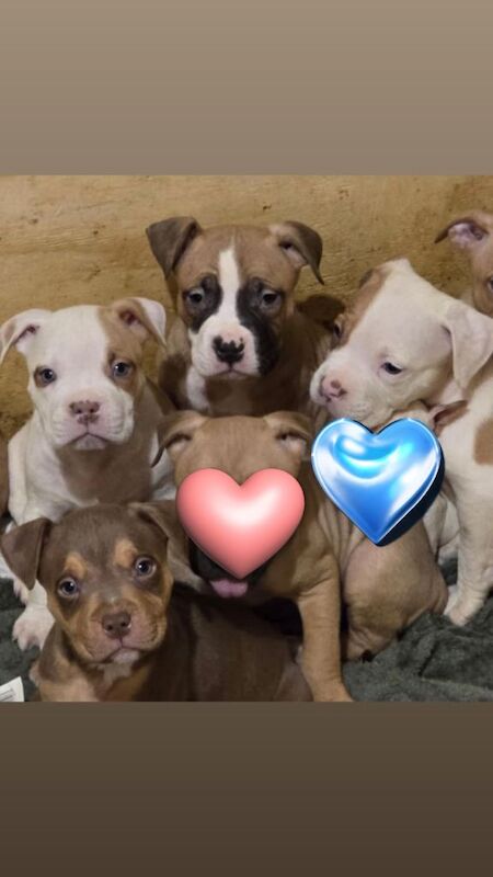 American Bulldog puppies for sale in Highland Boath, Nairn – 8 weeks old