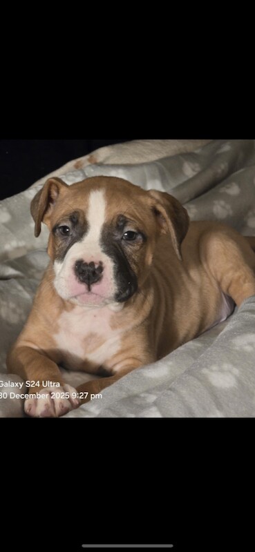 American Bulldog puppies for sale in Highland Boath, Nairn – 8 weeks old - Image 3 of 3