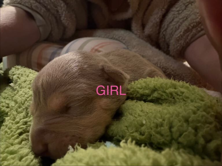 American bully puppies (NOT XL BULLIES)