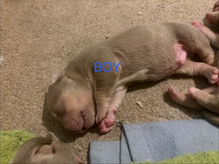 American bully puppies (NOT XL BULLIES) - Image 2 of 4
