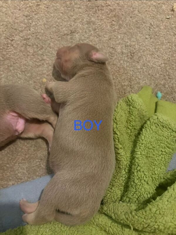 American bully puppies (NOT XL BULLIES) - Image 3 of 4