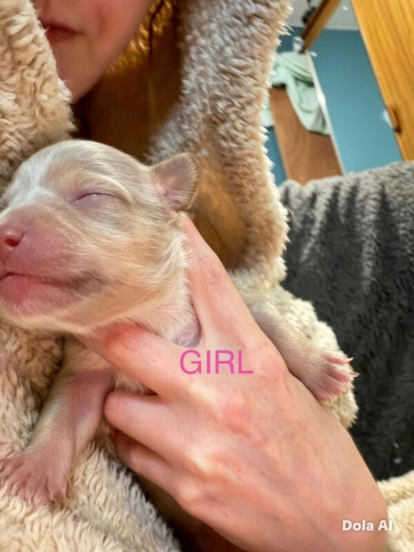 American bully puppies (NOT XL BULLIES) - Image 4 of 4