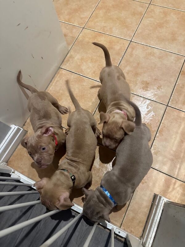 American Bulldog puppies for sale in Preston, Lancashire – 9 weeks old