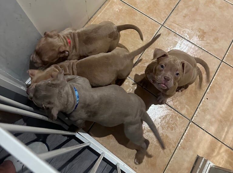 American Bulldog puppies for sale in Preston, Lancashire – 9 weeks old - Image 2 of 3
