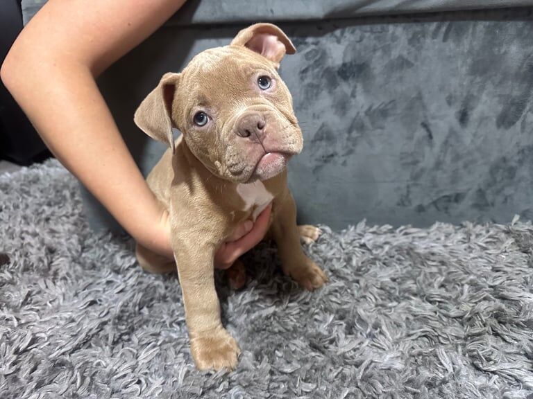 American Bulldog puppies for sale in Preston, Lancashire – 9 weeks old - Image 3 of 3