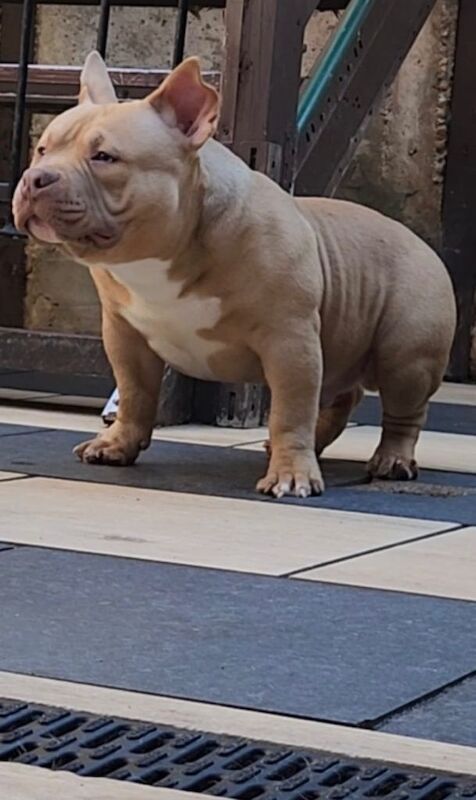 American Bulldog puppies for sale in Luton, Bedfordshire – 5 months old