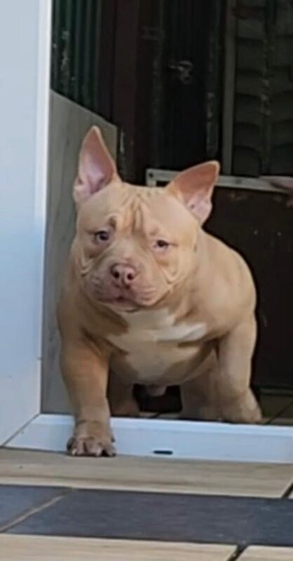 American Bulldog puppies for sale in Luton, Bedfordshire – 5 months old - Image 3 of 4