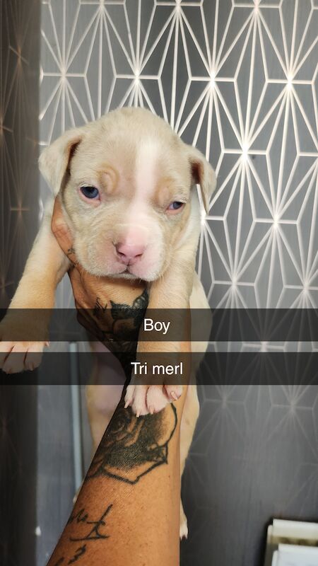 American bully puppys for sale in Middlesbrough, North Yorkshire | Image 3