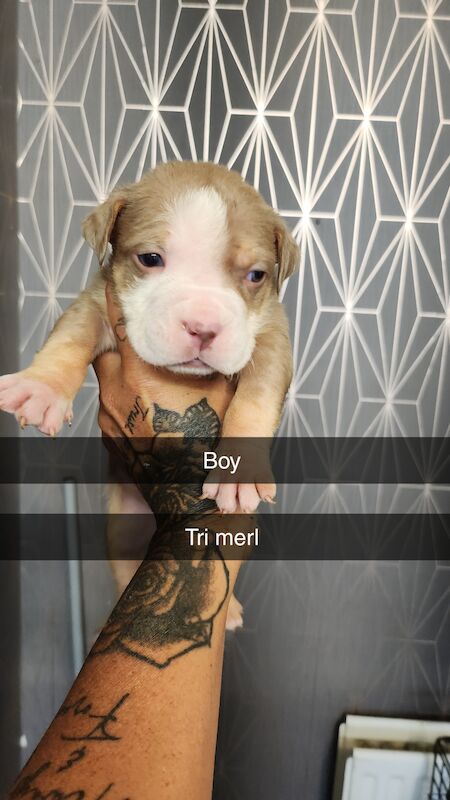 American bully puppys for sale in Middlesbrough, North Yorkshire | Image 4