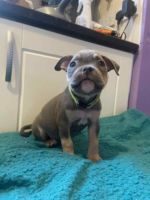 American Bulldog puppies for sale in Sheffield, South Yorkshire – 9 weeks old