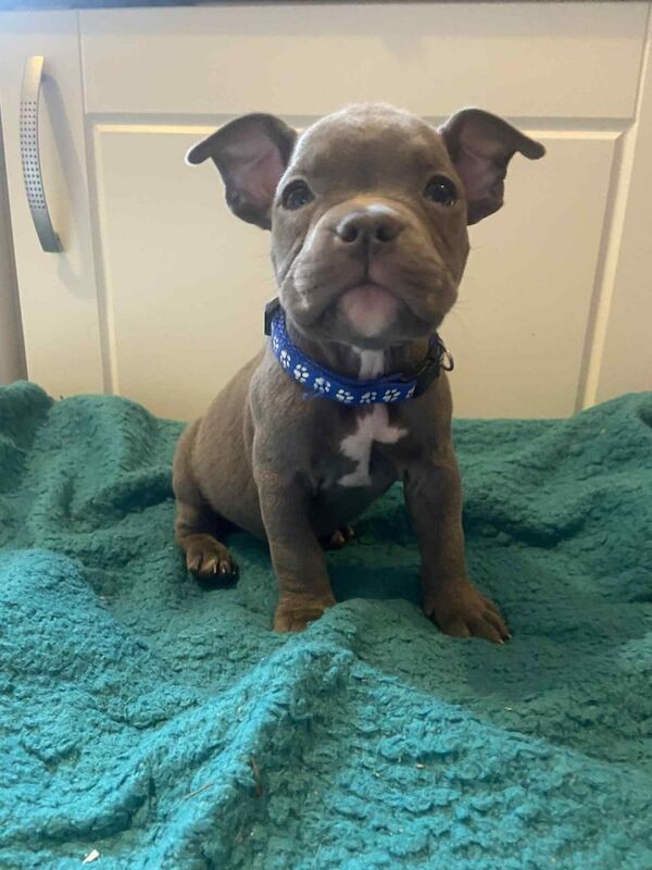 American Bulldog puppies for sale in Sheffield, South Yorkshire – 9 weeks old - Image 3 of 3