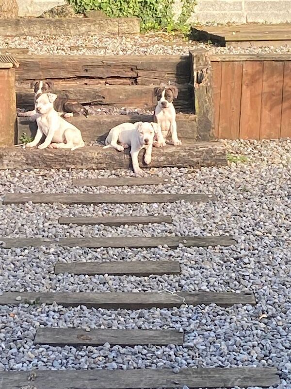 American Bully Pups