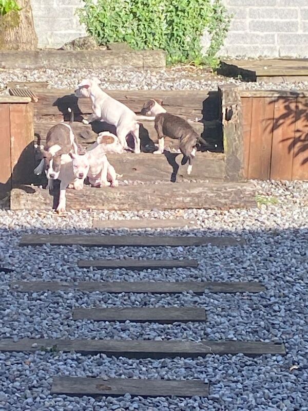American Bully Pups - Image 2 of 4