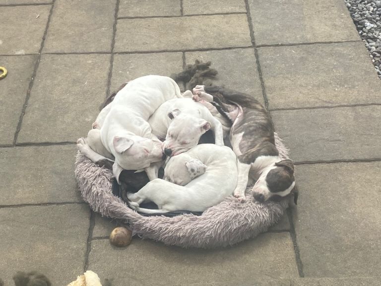 American Bully Pups - Image 3 of 4