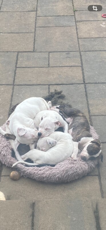American Bully Pups - Image 4 of 4