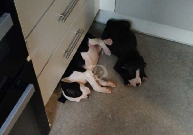 American Bulldog puppies for sale in Amersham, Buckinghamshire – 1 year old - Image 2 of 5