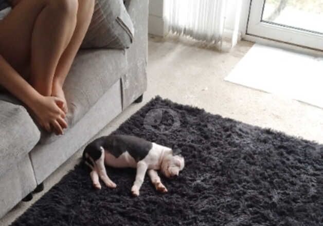American Bulldog puppies for sale in Amersham, Buckinghamshire – 1 year old - Image 3 of 5