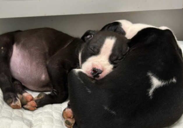 American Bulldog puppies for sale in Amersham, Buckinghamshire – 1 year old - Image 4 of 5