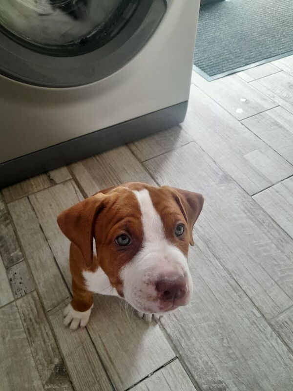 American Bulldog puppies for sale in Paisley, Renfrewshire – 8 weeks old