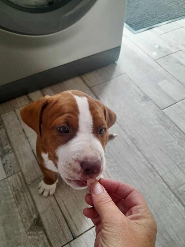 American Bulldog puppies for sale in Paisley, Renfrewshire – 8 weeks old - Image 2 of 3