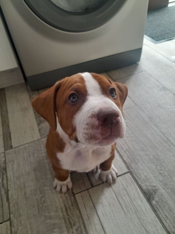 American Bulldog puppies for sale in Paisley, Renfrewshire – 8 weeks old - Image 3 of 3