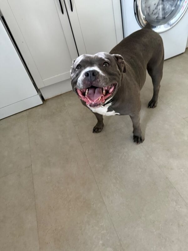 American bully standard for sale in Belfast, County Antrim - Image 3