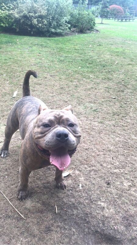 American Bulldog puppies for sale in Cross Hills, North Yorkshire – 1 year old