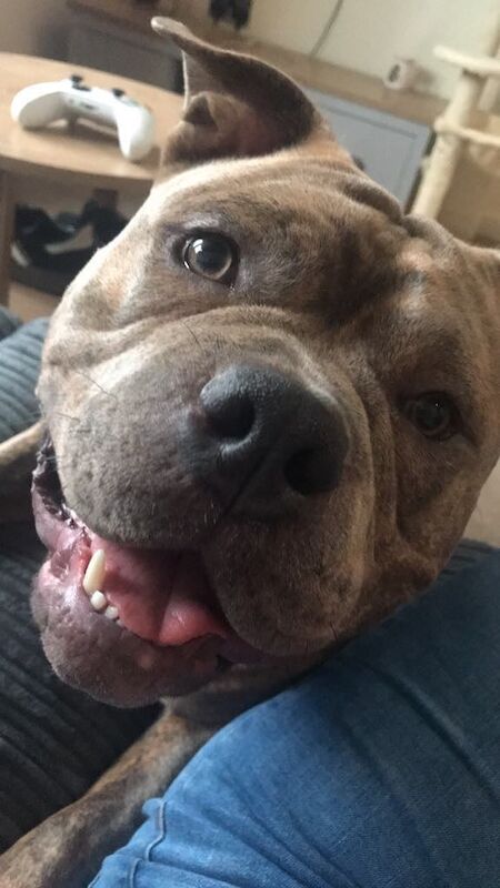American Bulldog puppies for sale in Cross Hills, North Yorkshire – 1 year old - Image 2 of 3