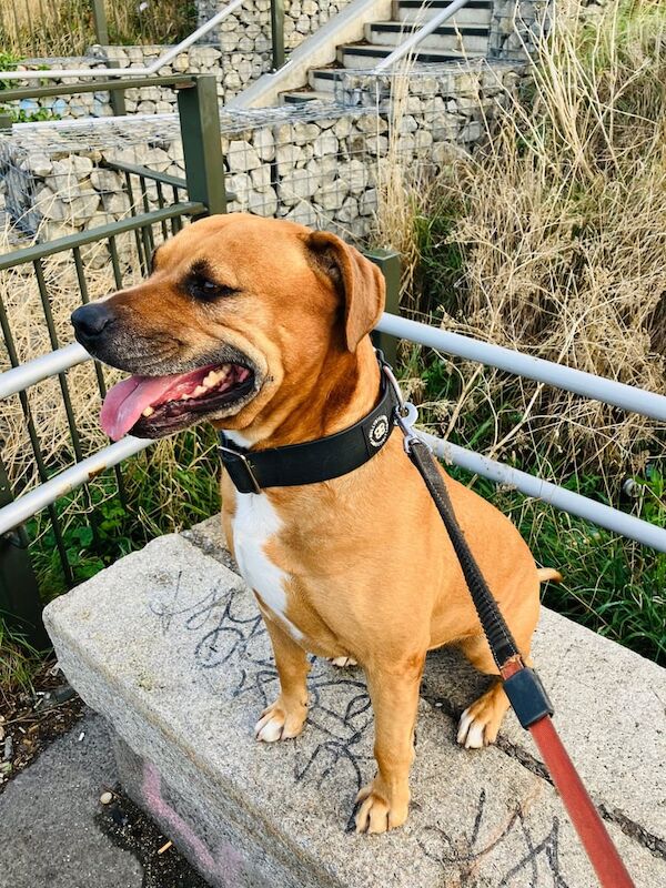 American Bulldog puppies for sale in Newham, Cornwall β 4 years old - Image 2 of 3