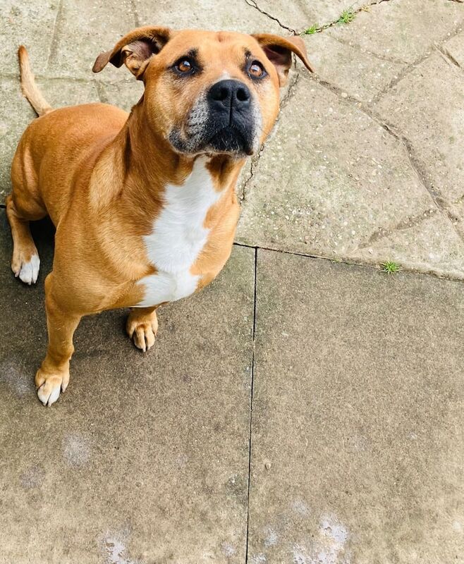 American Bulldog puppies for sale in Newham, Cornwall β 4 years old - Image 3 of 3