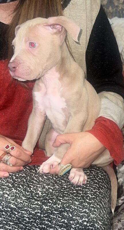 American bully x scotts for sale in Northfield, West Midlands