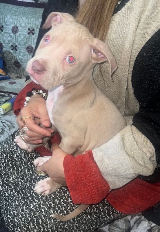 American bully x scotts for sale in Northfield, West Midlands | Image 3