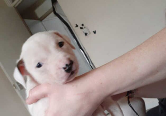 American Bulldog puppies for sale in Wolverhampton, West Midlands – 8 months old - Image 1 of 2