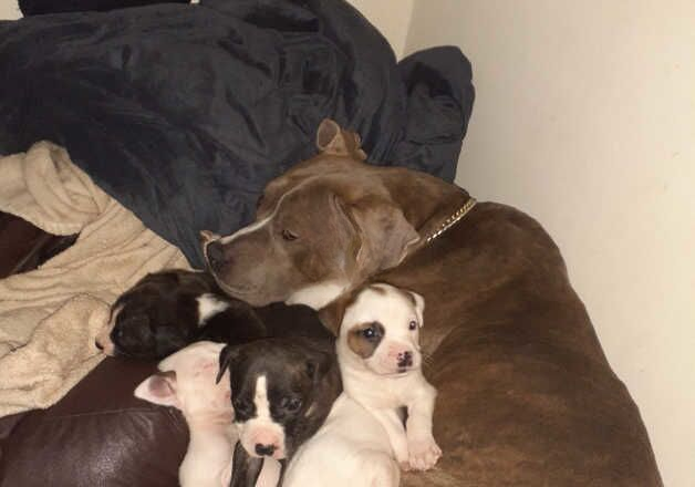 American Bulldog puppies for sale in Wolverhampton, West Midlands – 8 months old - Image 2 of 2