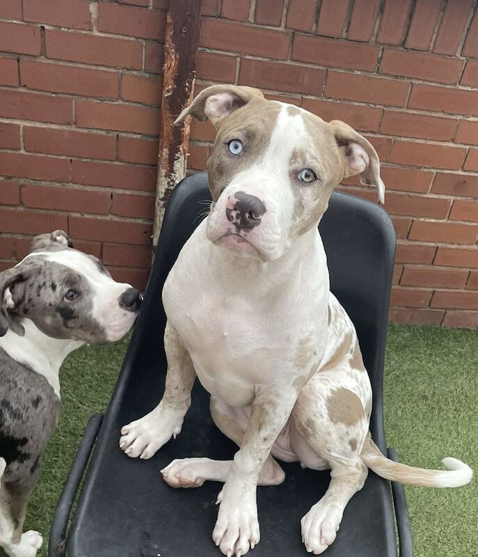 18 Month Male XL American Bully For Sale in Portsmouth, West Yorkshire