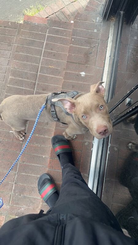 American classic bully for sale in Coventry, West Midlands