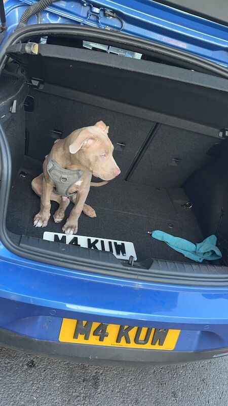 American classic bully for sale in Coventry, West Midlands | Image 2