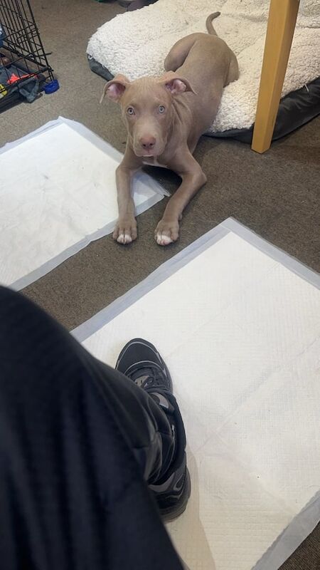 American classic bully for sale in Coventry, West Midlands | Image 3