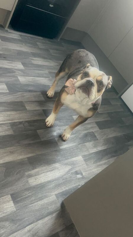 American Bulldog puppies for sale in Caerleon / Caerllion, Gwent – 1 year old