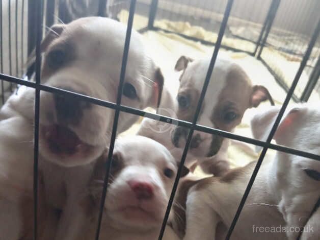 American Bulldog puppies for sale in Edinburgh, City of Edinburgh – 1 year old - Image 2 of 5
