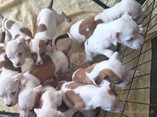 American Bulldog puppies for sale in Edinburgh, City of Edinburgh – 1 year old - Image 3 of 5