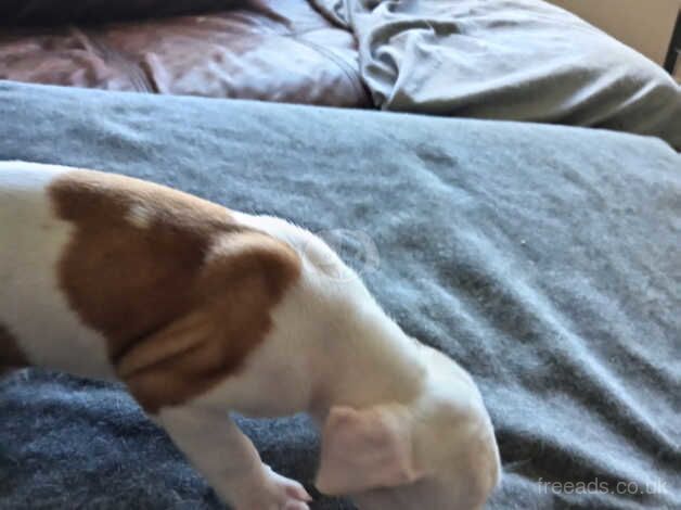 American Bulldog puppies for sale in Edinburgh, City of Edinburgh – 1 year old - Image 4 of 5