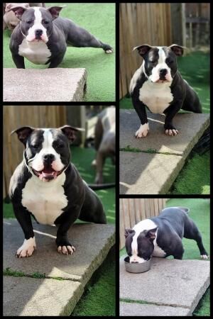 American micro/pocket bully ABKC for sale in Fochabers, Moray