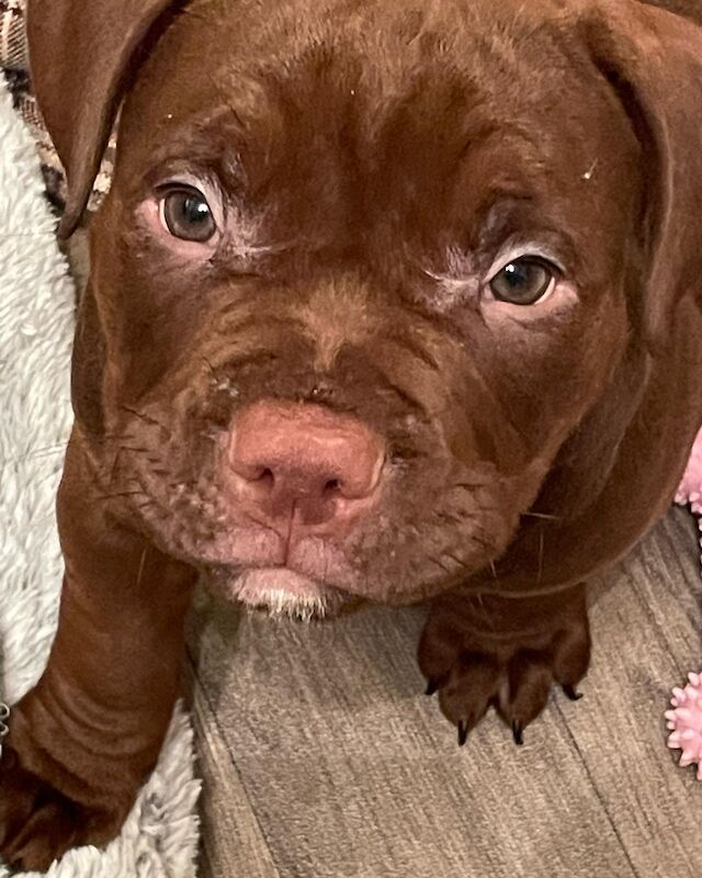 American Pocket Bullies 11 Weeks Old American Bulldog Puppies For