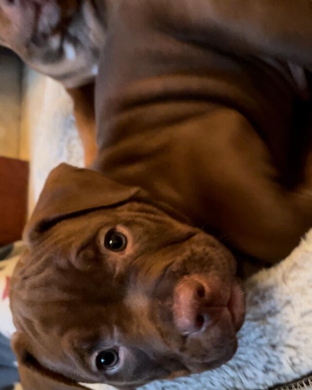 American Pocket Bullies 11 Weeks Old American Bulldog Puppies For