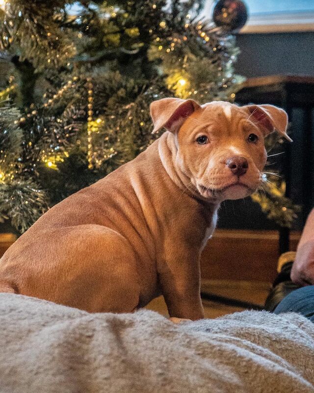 American Pocket Bullies 11 Weeks Old American Bulldog Puppies For