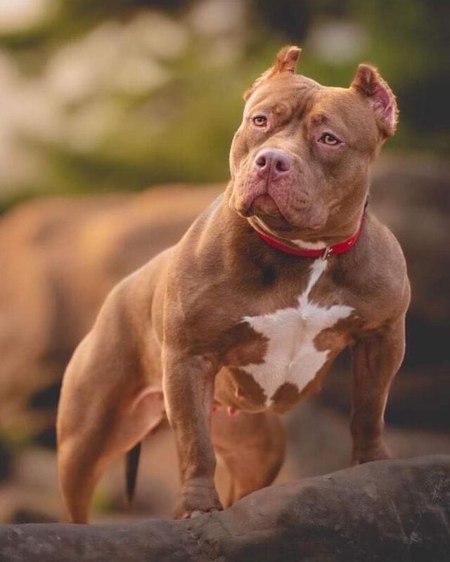 Pocket pit best sale breeders