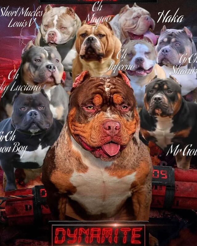 American Pocket Bullies 11 Weeks Old American Bulldog Puppies For